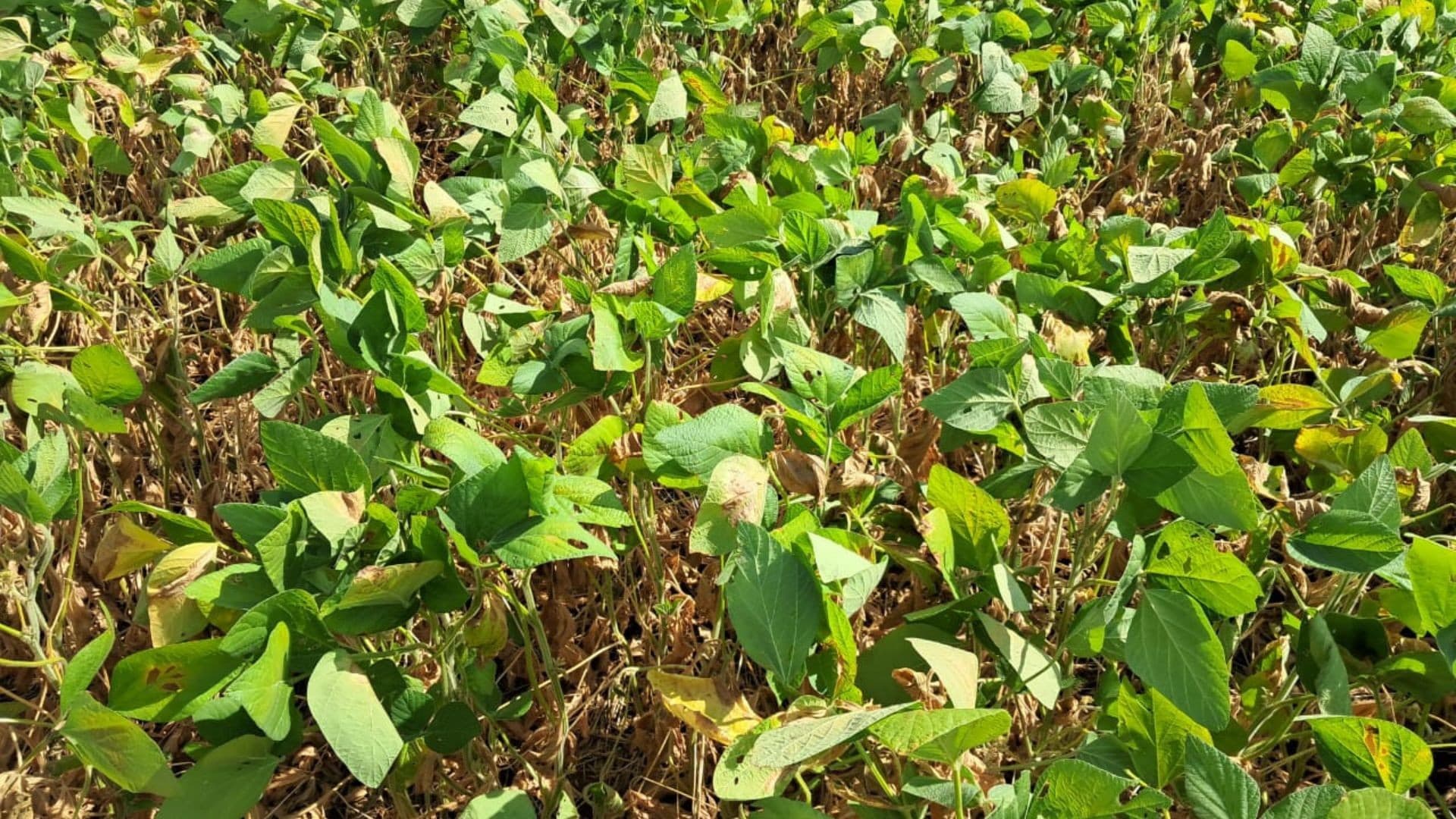 Seguradoras propõem seguro de renda para enfrentar crise no agronegócio