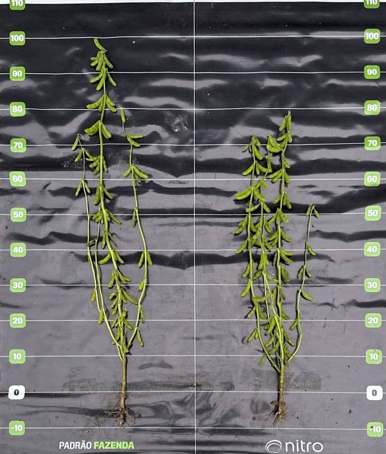 Nitro busca 300 mil hectares de soja com nova tecnologia em 2026