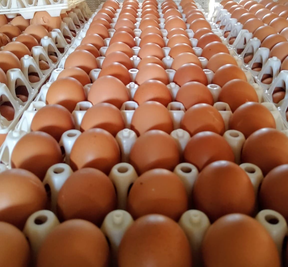 Naturovos quebra recorde mundial na produção de ovos