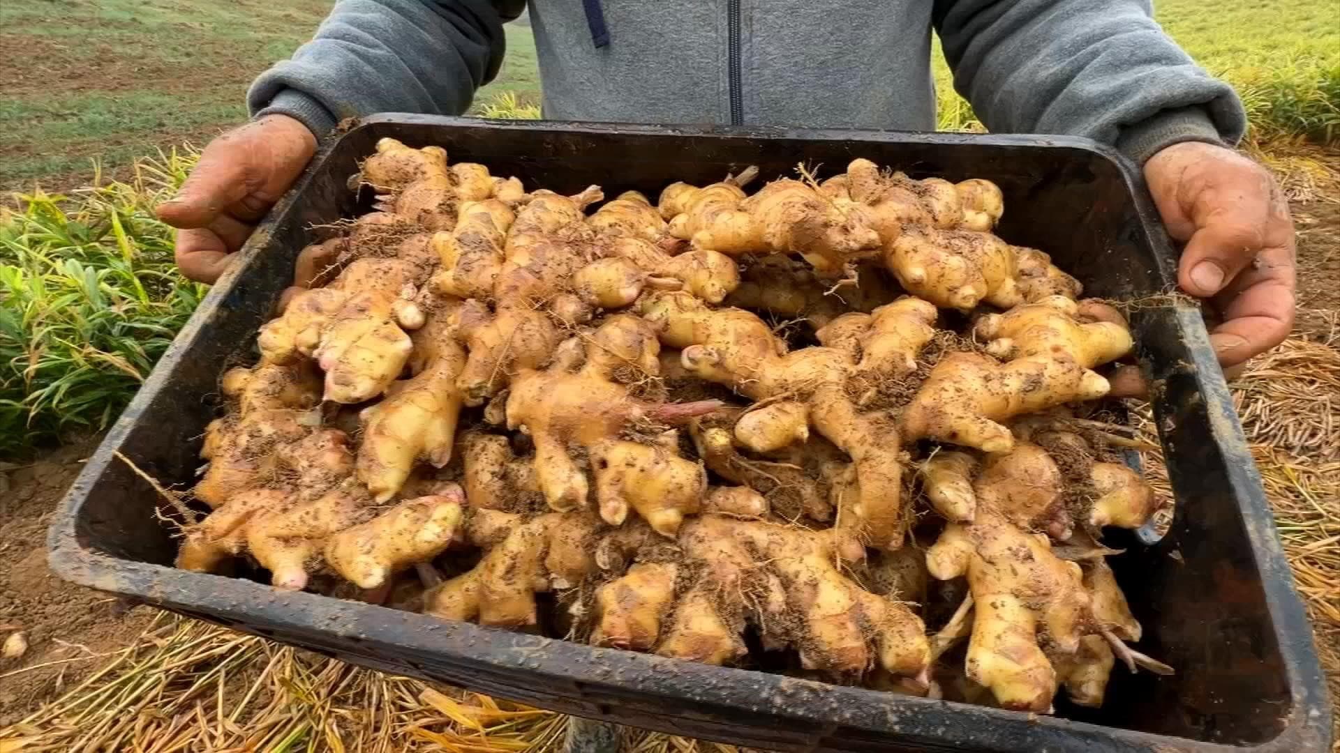 Produtor de Camaçari busca orientação sobre cultivo de gengibre