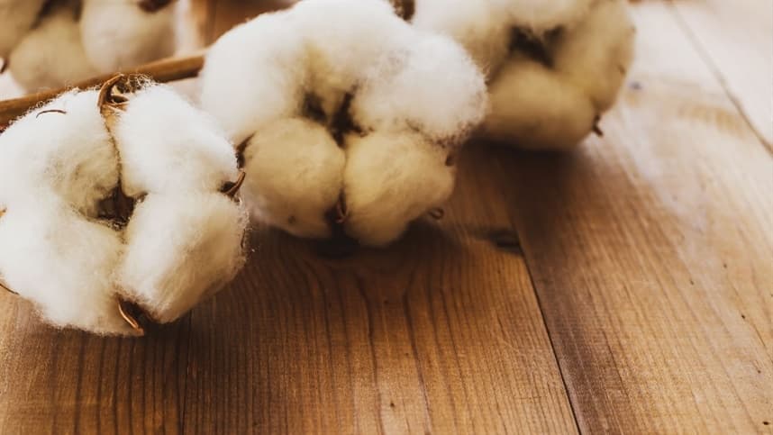 Algodão: Vendas em alta devido à valorização do mercado