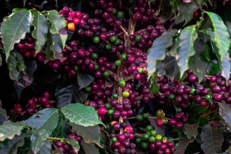 Café tem alta na bolsa de Nova York devido a previsão de chuvas