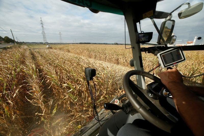 Produção de milho na França deve cair para 7 milhões de toneladas