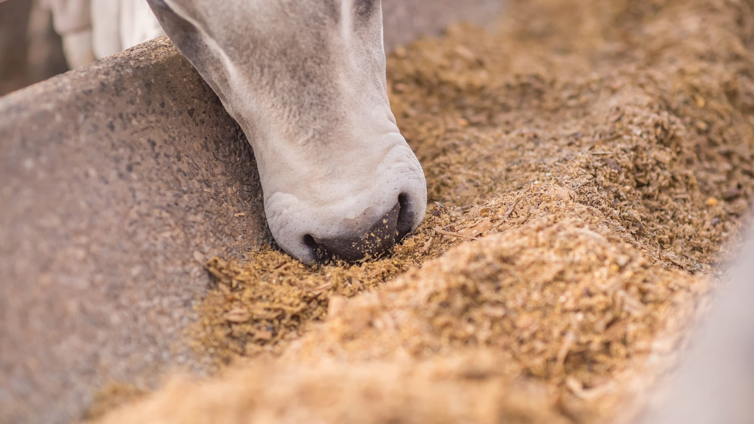 Produção de ração no Brasil cresce 2,8% e atinge 89,9 milhões de toneladas