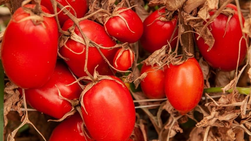 Finalização do período de transplantio de mudas de tomate.