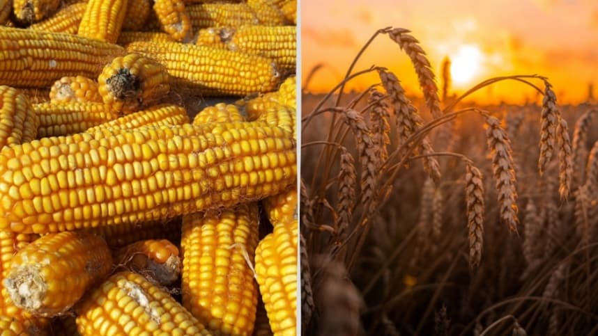 Mercado Internacional de Commodities Agrícolas Registra Quedas em Outubro