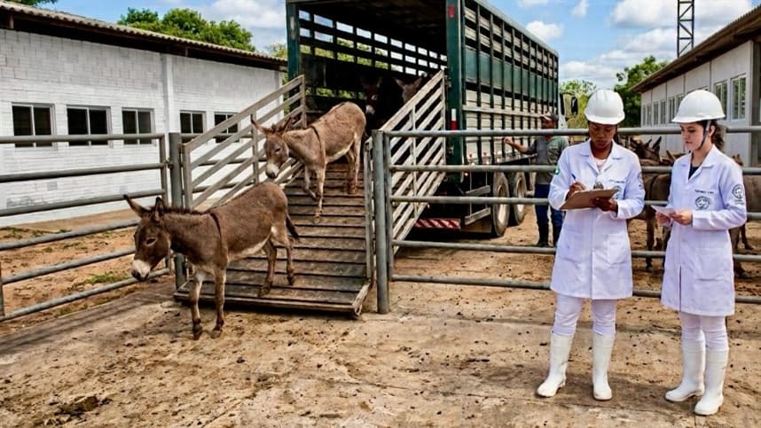 SIF fortalece cadeia pecuária de asininos com rigor sanitário