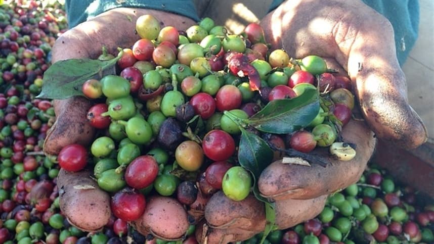 Controle de ferrugem do cafeeiro torna-se essencial nas lavouras