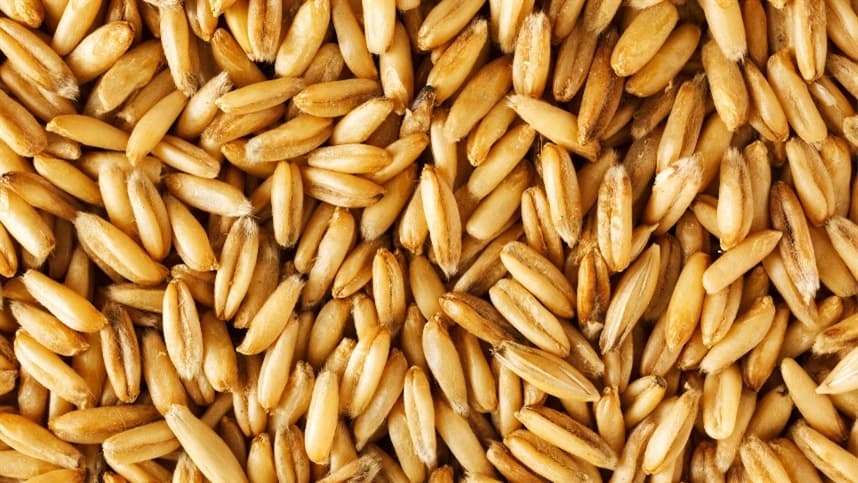 Conheça as vantagens do leite de aveia em relação aos outros tipos de leite.