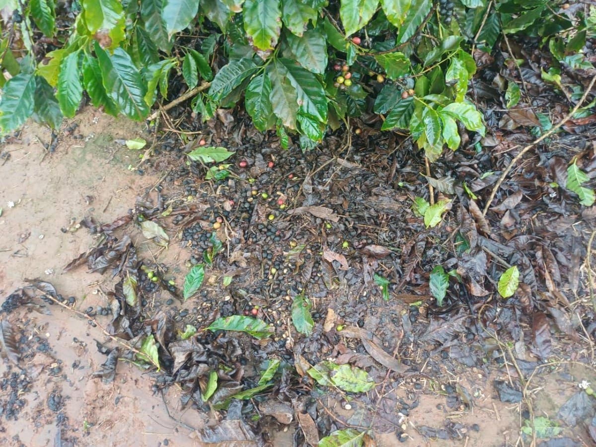 Chuva atrasa colheita de café e gera preocupação com nova florada