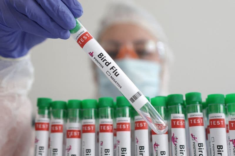 Nova Zelândia registra primeiro caso de gripe aviária H5N1