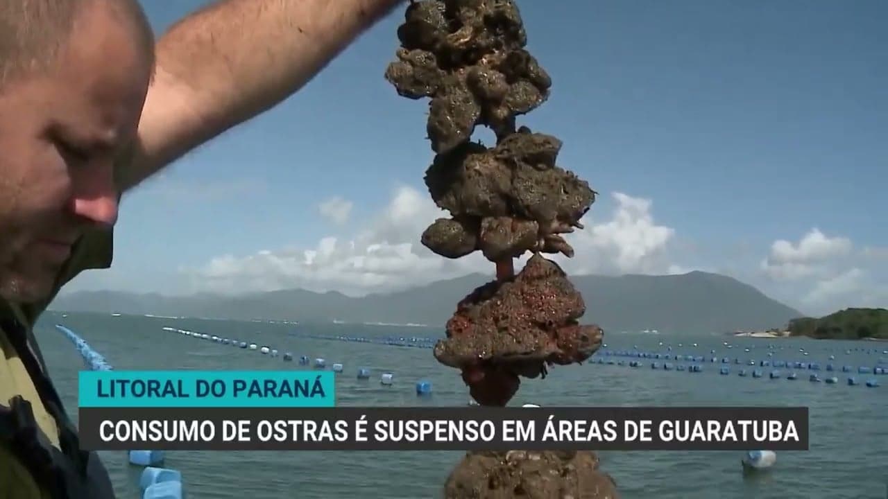 Suspensão da coleta de ostras em Guaratuba é decretada pela ADAPAR