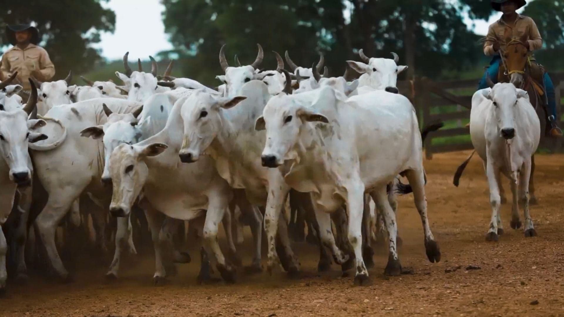 Spread entre preços do boi e da vaca atinge R$ 33,69 em SP