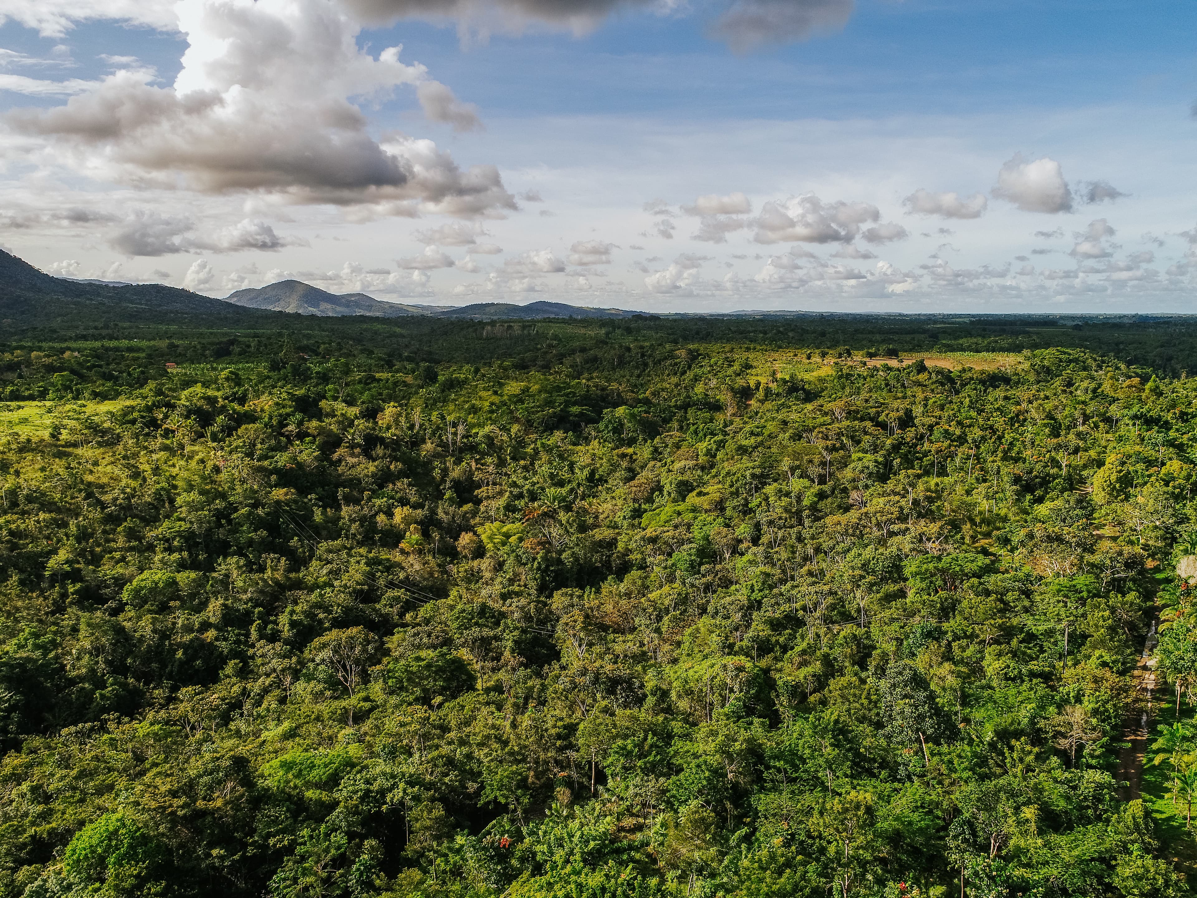 Sistemas Agroflorestais Ganham Escala e Atraem Investimentos Bilionários