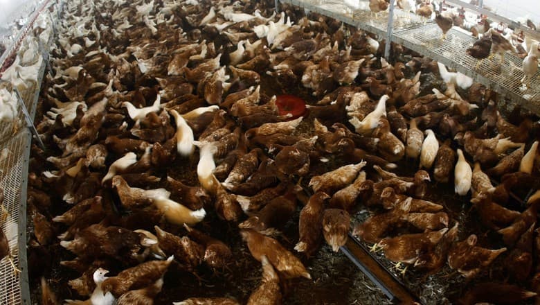 Energisa Lança Primeira Usina de Biometano em Santa Catarina