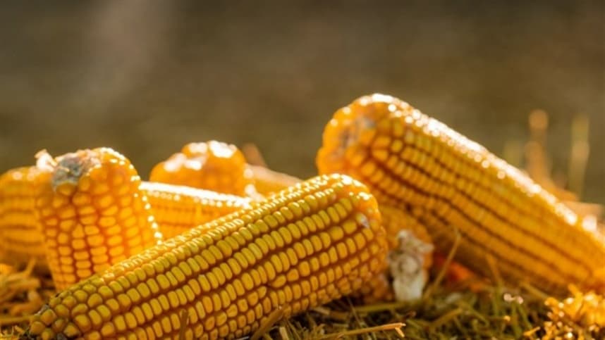 Colheita de milho no Rio Grande do Sul avança apenas 1% na semana