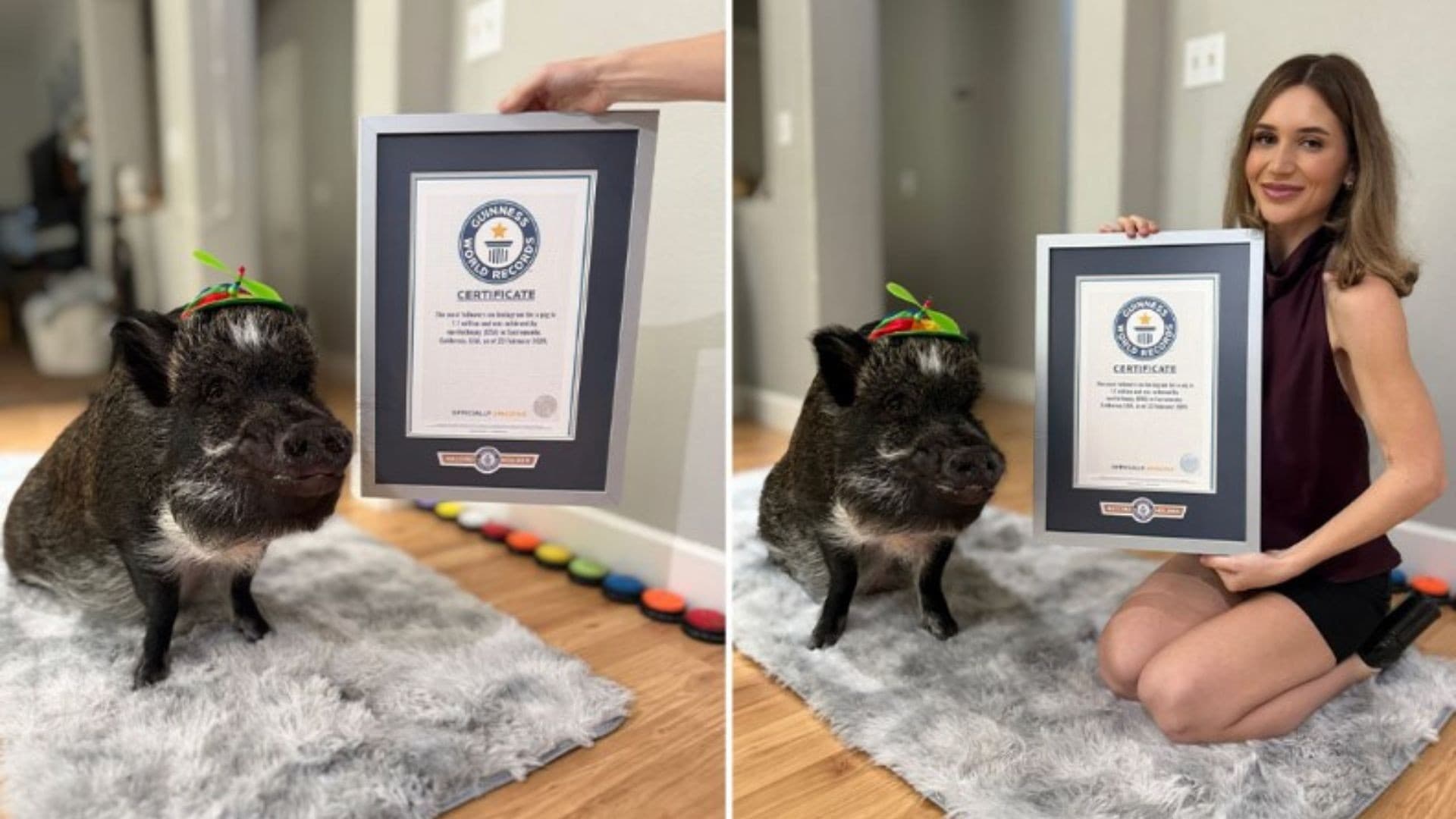 Merlin, o porco influenciador, bate recorde no Instagram