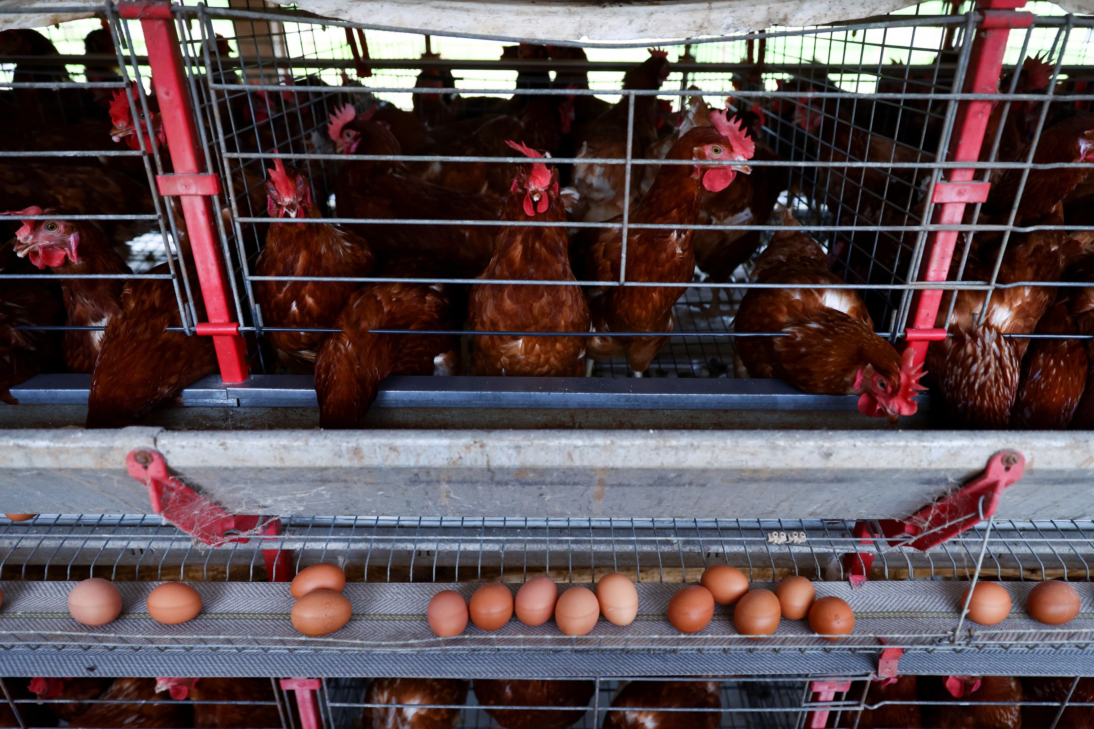 Aumento da Exportação de Frango Chinês Afeta Comércio com o Brasil