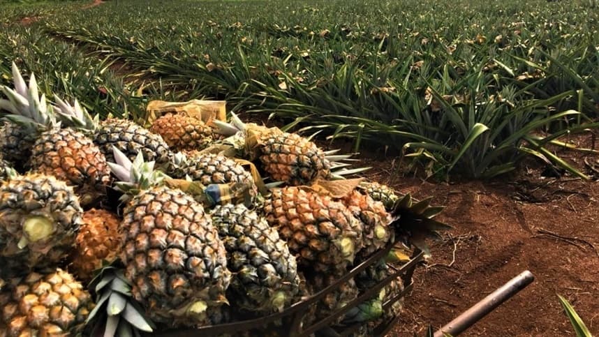 Embrapa lança guia sobre produção de abacaxi no Amazonas