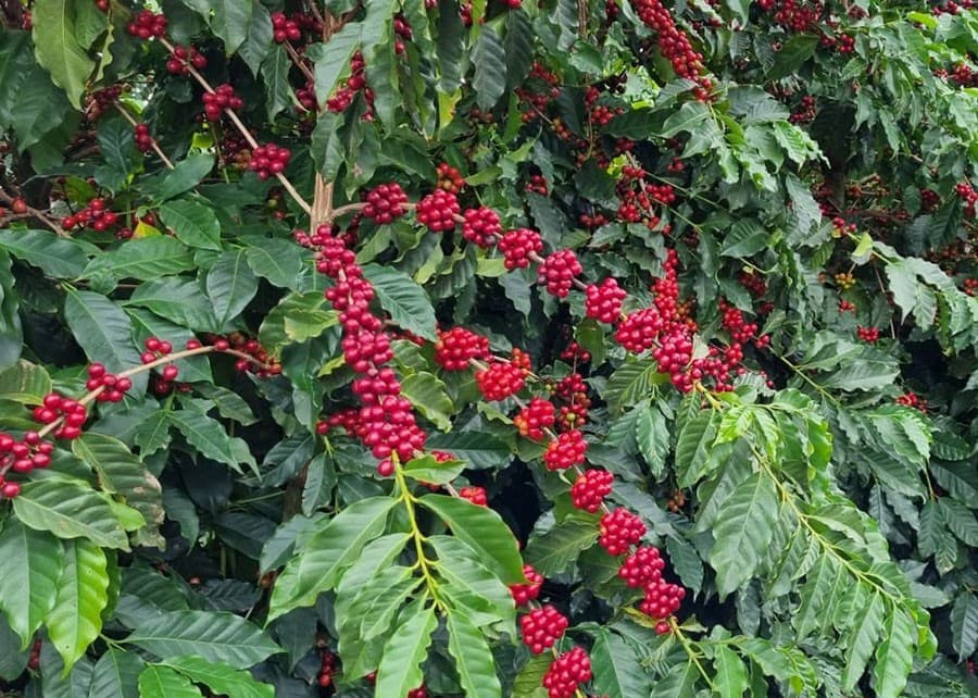 Preços do café arábica sobem com incertezas sobre colheita no Brasil