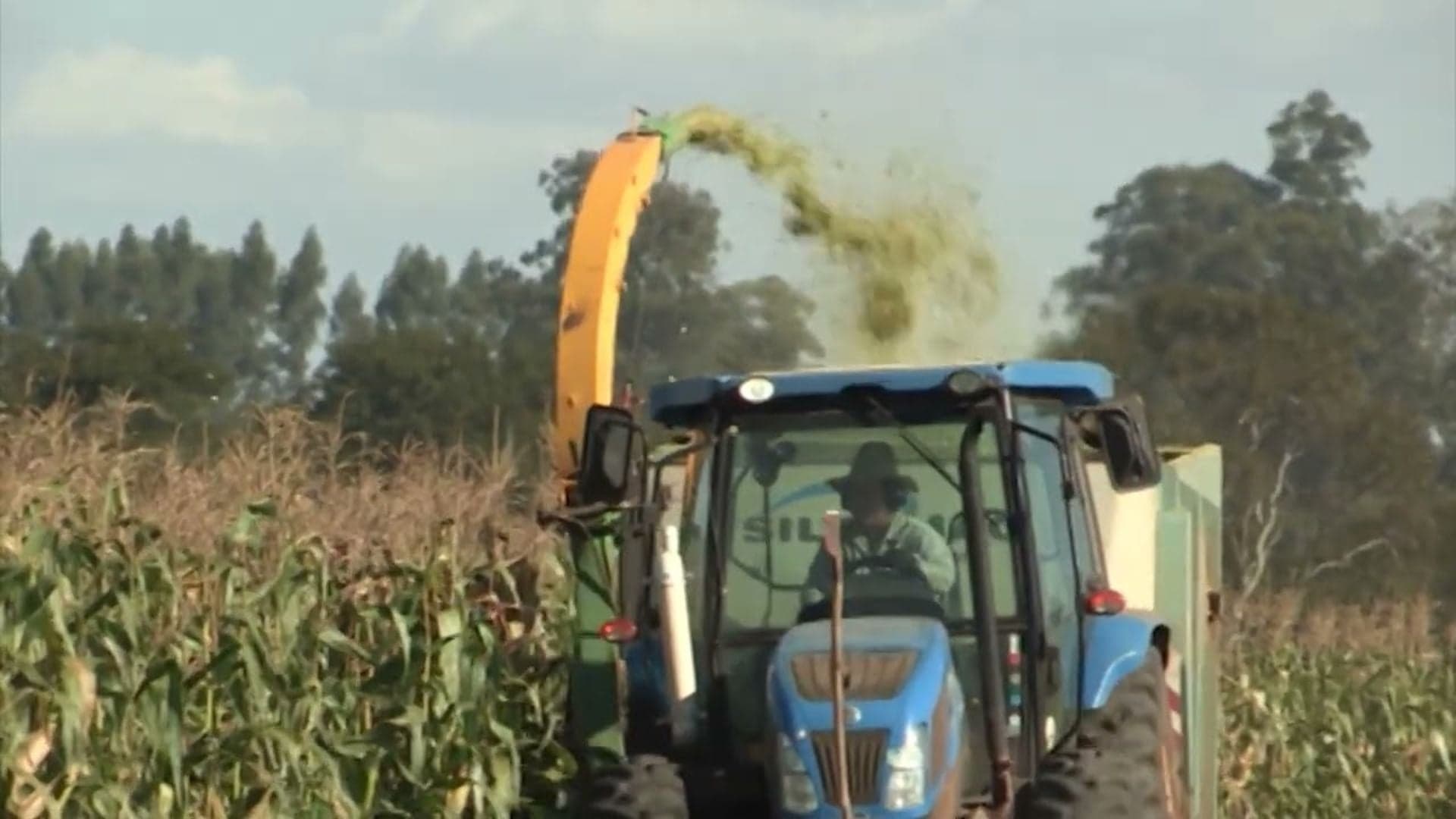 Pecuarista esclarece silagem de milho com consultoria especializada