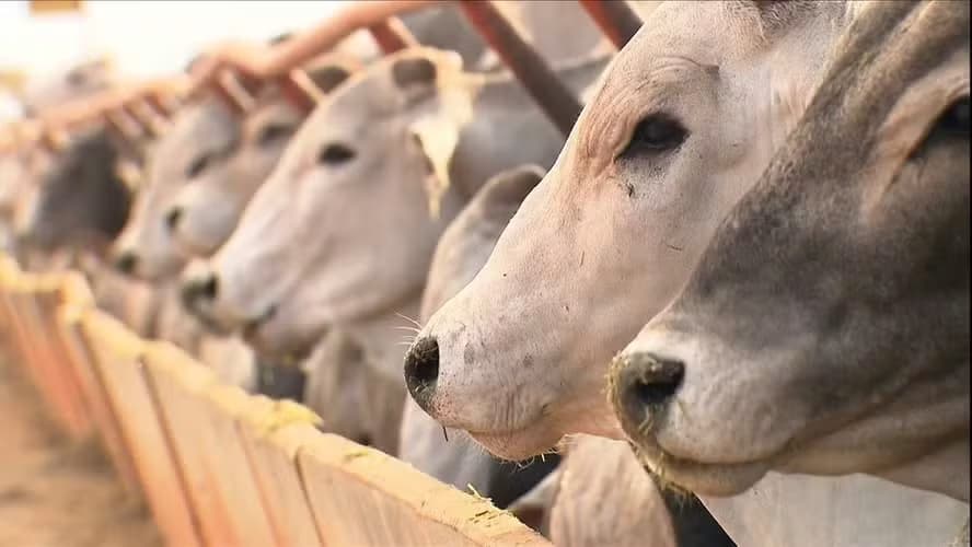União Europeia pressiona Brasil a eliminar uso de antimicrobianos