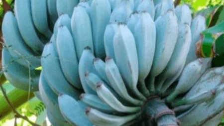 Banana blue java: aprenda a cultivar a fruta exótica no seu quintal