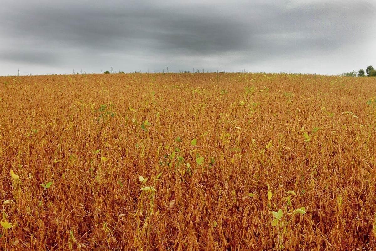 Soja e trigo têm quedas nas bolsas, enquanto milho se valoriza levemente