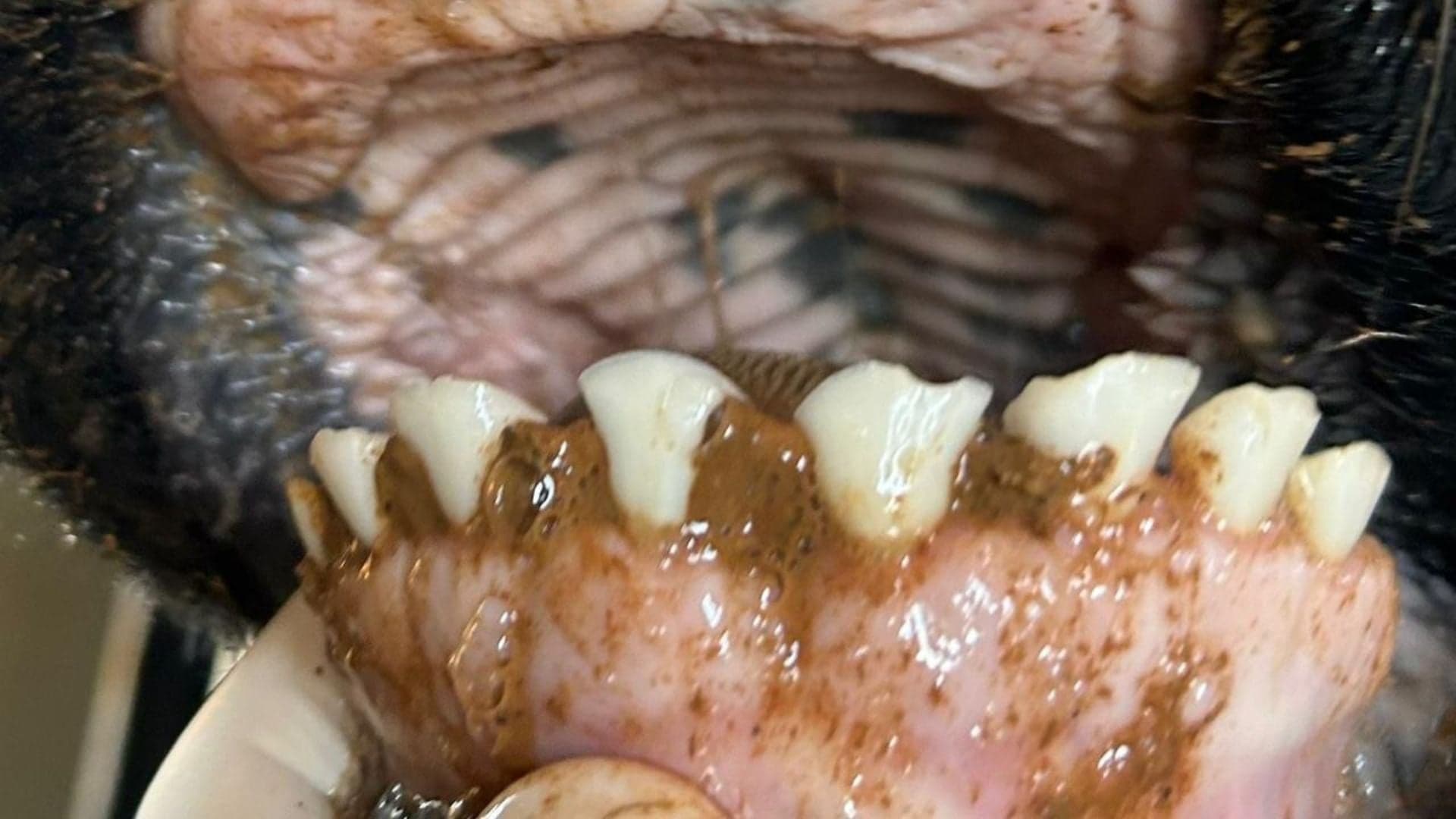 Curiosidades sobre a dentição dos bovinos e sua importância