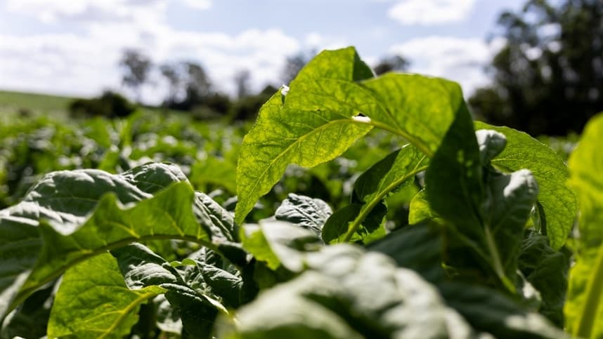 Seminário em Santa Cruz do Sul discute futuro do tabaco no Brasil