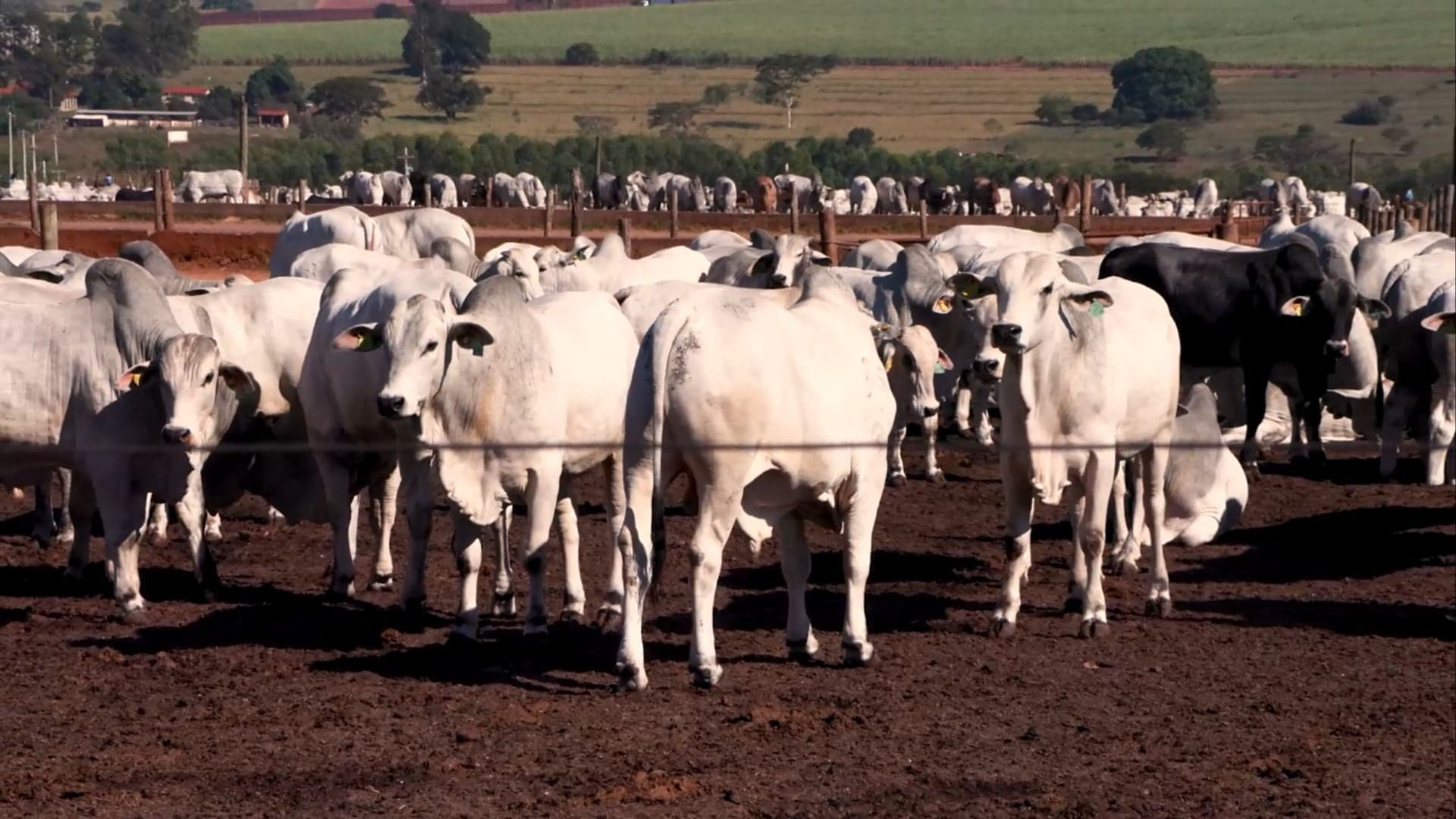 El Niño deve complicar pecuária e plantios no Brasil em 2026