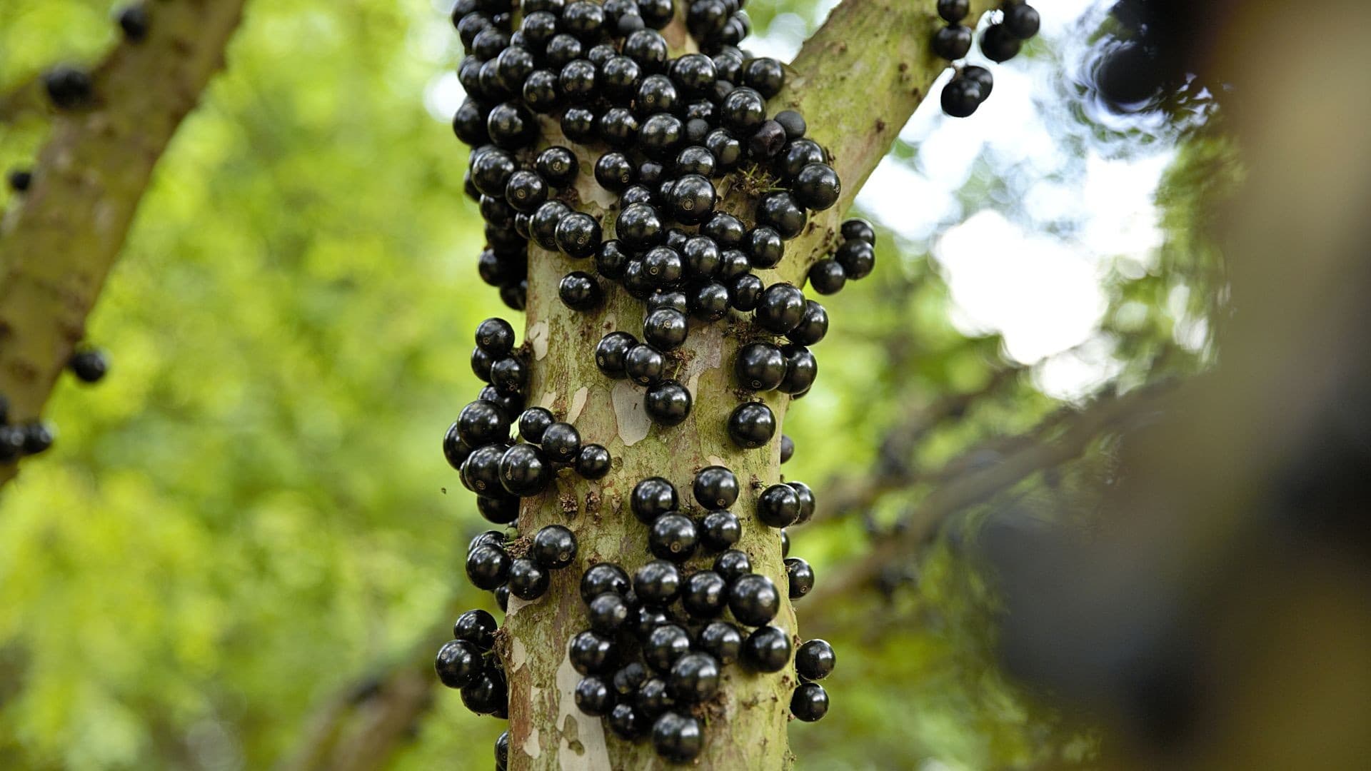 Jabuticaba se destaca por frutificação única no tronco
