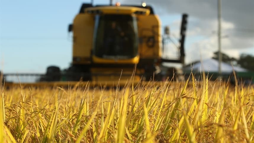 Produtores de arroz do RS enfrentam desafios na nova safra
