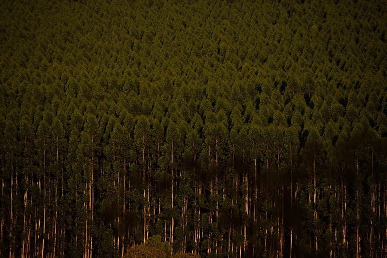 Produção florestal brasileira atinge recorde de R$ 47,9 bilhões em 2025