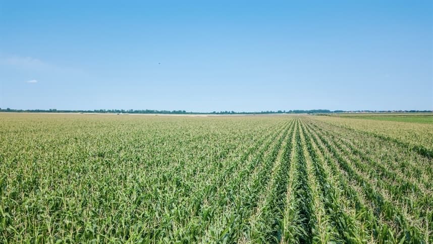 Milho segunda safra no Centro-Oeste enfrenta condições adversas