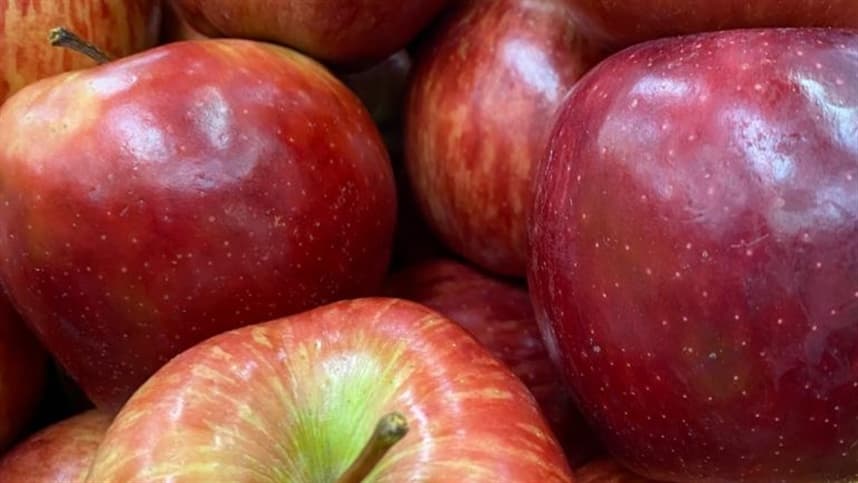 Época de colheita da maçã: saiba mais sobre essa importante etapa da produção