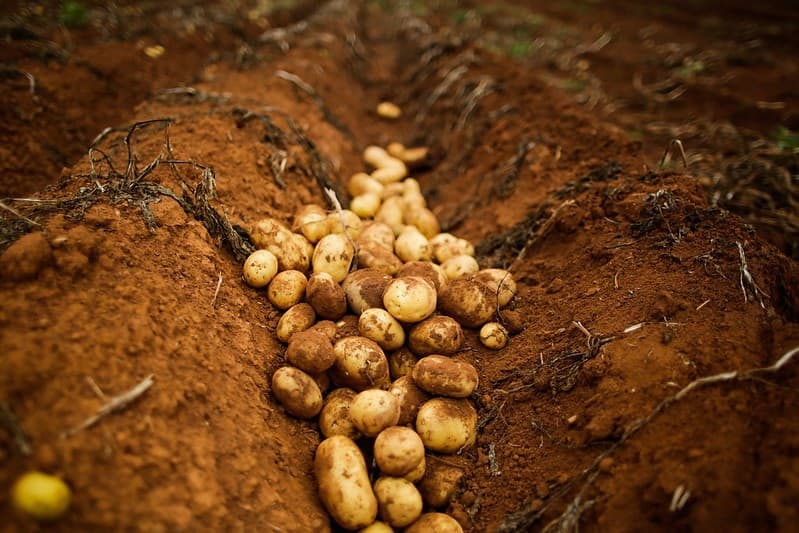 Safra de batata em Vargem Grande do Sul deve aumentar oferta nacional