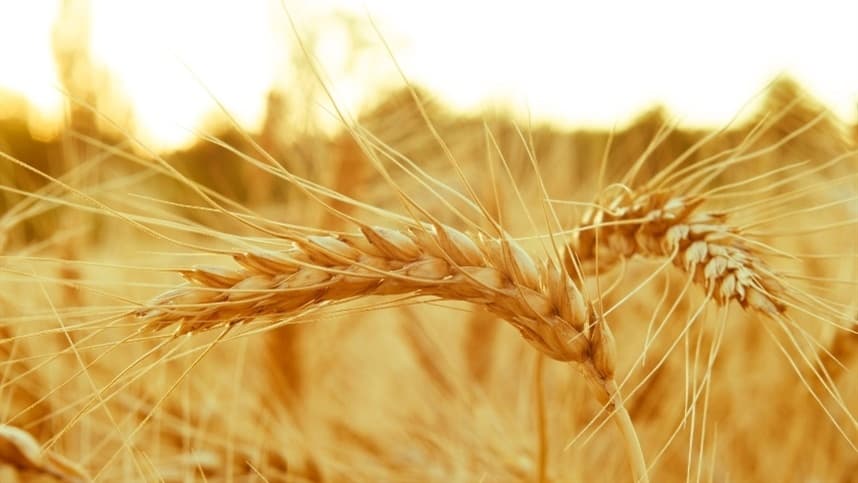 Cotações do trigo mantêm tendência de baixa em Chicago