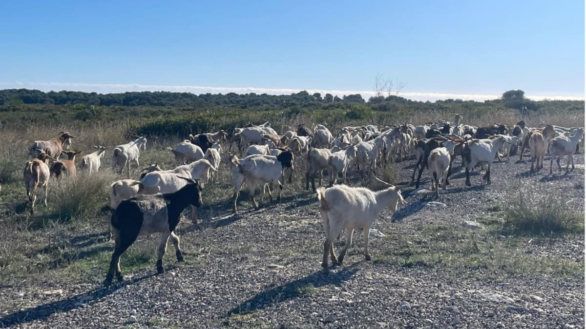Cabras são utilizadas para controle de vegetação em parque na Espanha