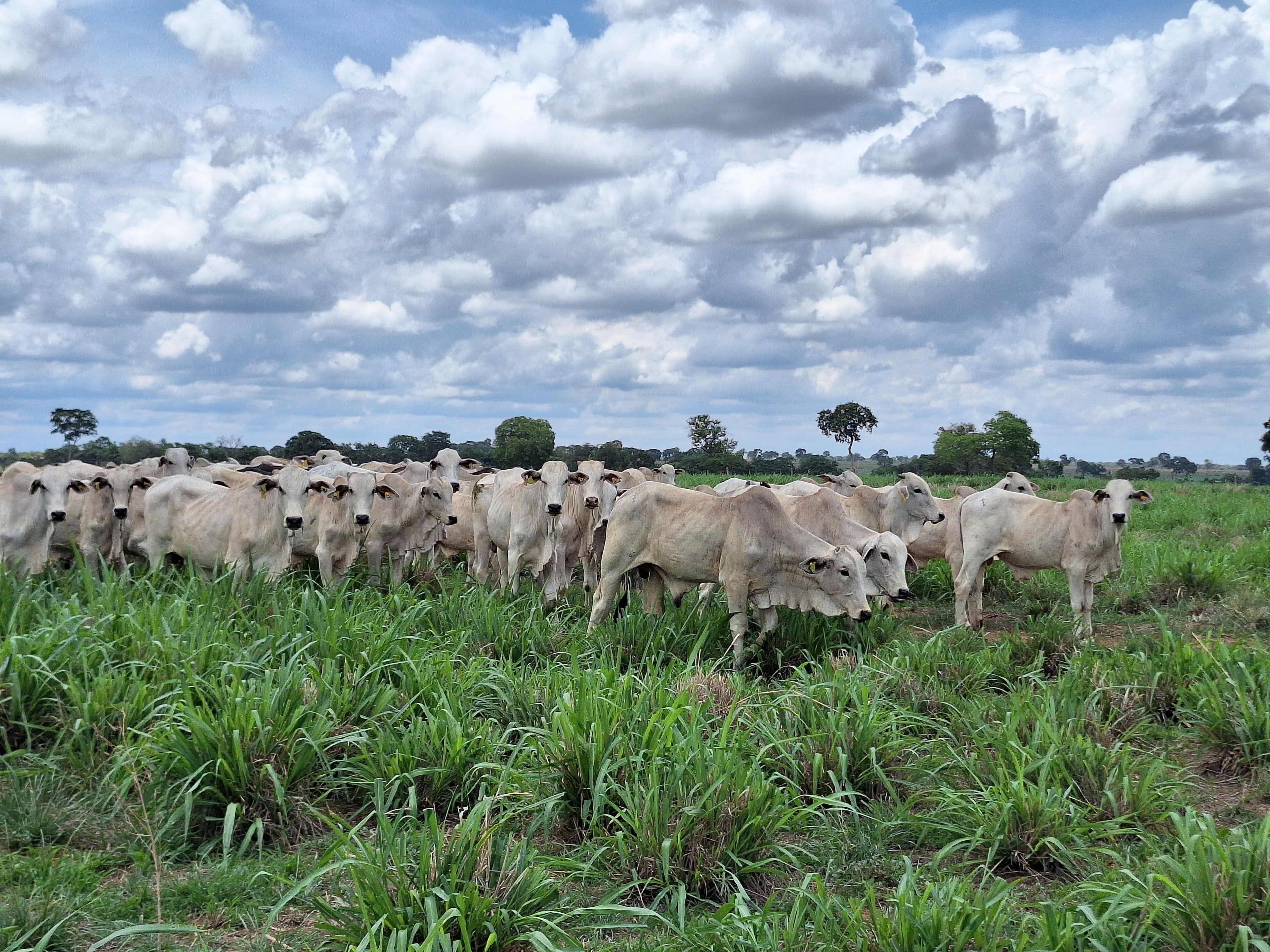 JBJ Agropecuária adquire Fazenda Conforto em Goiás