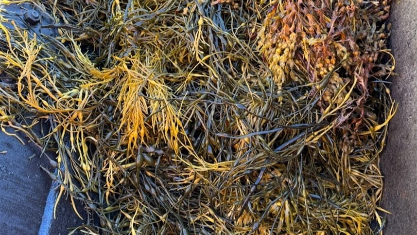 Saúde do solo é essencial para sustentabilidade agrícola