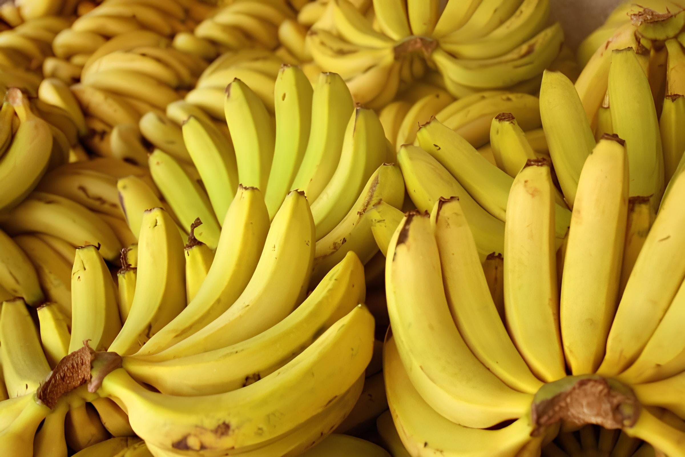 Produção de banana-nanica cresce e preços caem em SC