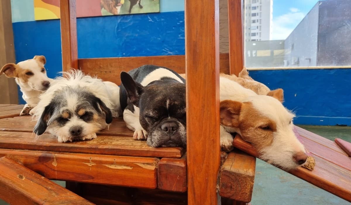 Novo normativo estabelece guarda compartilhada de pets em separações