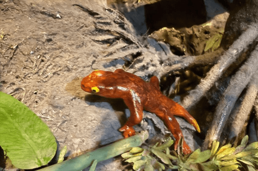 Fóssil do protoanfíbio Jeanerpeton mazonensis é descoberto em Illinois