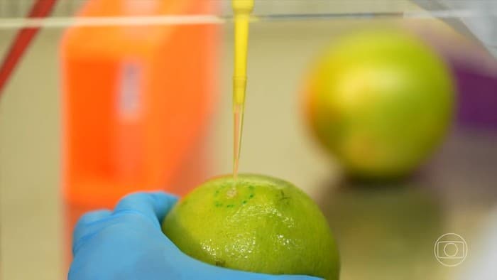 UFRJ e Embrapa criam biodetergente que prolonga vida de frutas