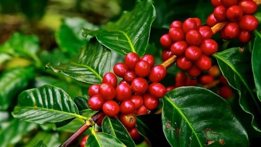 Preços do café caem com expectativa de superávit global