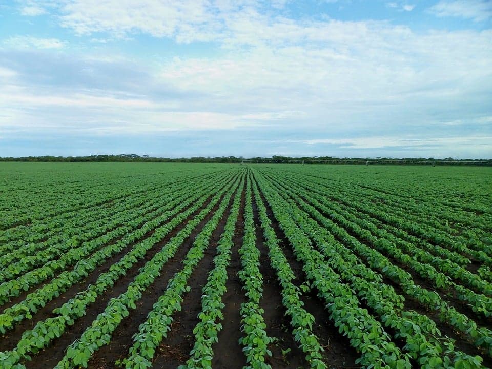 Mato Grosso registra recorde no esmagamento de soja em 2026