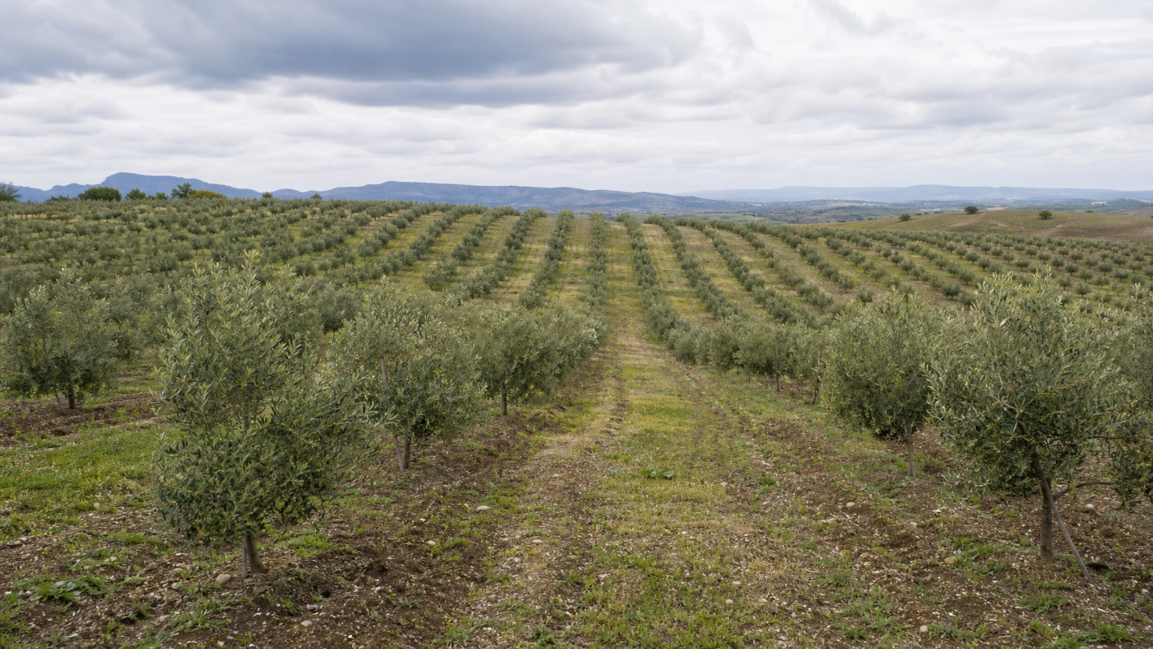 69 cidades do Paraná com clima favorável à plantação de oliveiras