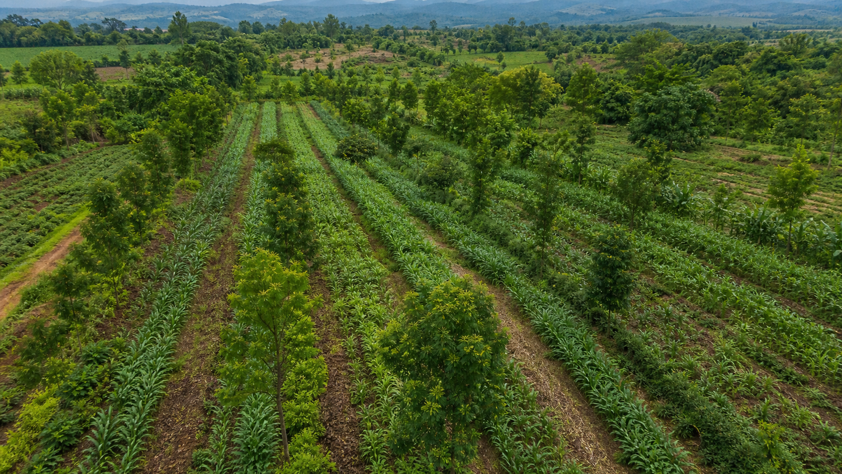 MDA lança PAS TERRA para impulsionar agroecologia e agrofloresta
