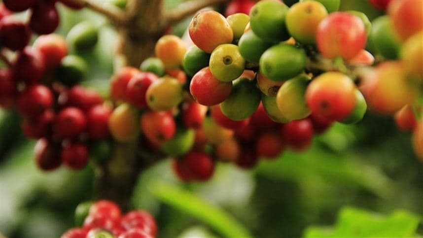 Minas Gerais projeta safra de café arábica de 33,4 milhões de sacas em 2026